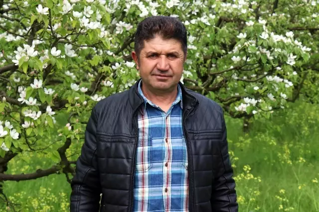 Dünyanın ayva merkezinde dallar altın sarısı çiçek açtı Dünyanın ayva merkezinde dallar altın sarısı çiçek açtı