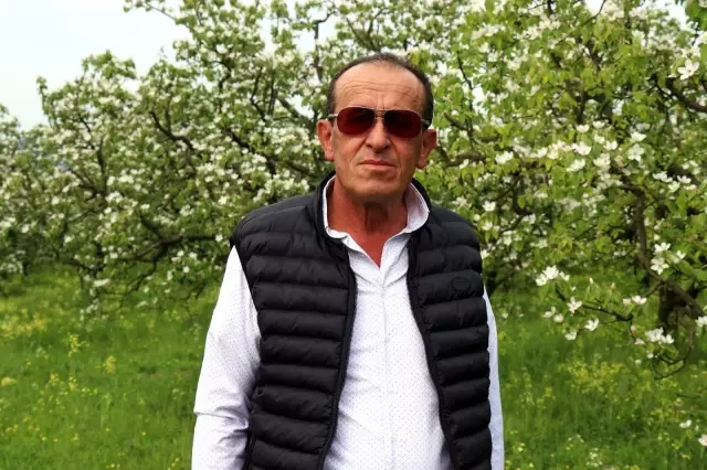 Dünyanın ayva merkezinde dallar altın sarısı çiçek açtı Dünyanın ayva merkezinde dallar altın sarısı çiçek açtı