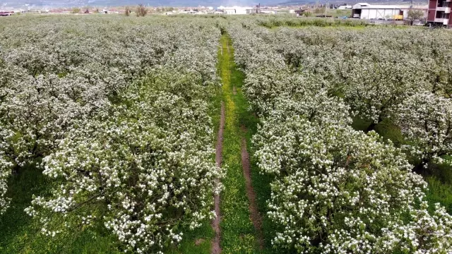 Dünyanın ayva merkezinde dallar altın sarısı çiçek açtı Dünyanın ayva merkezinde dallar altın sarısı çiçek açtı