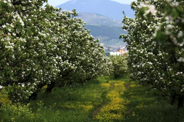 Dünyanın ayva merkezinde dallar altın sarısı çiçek açtı Dünyanın ayva merkezinde dallar altın sarısı çiçek açtı