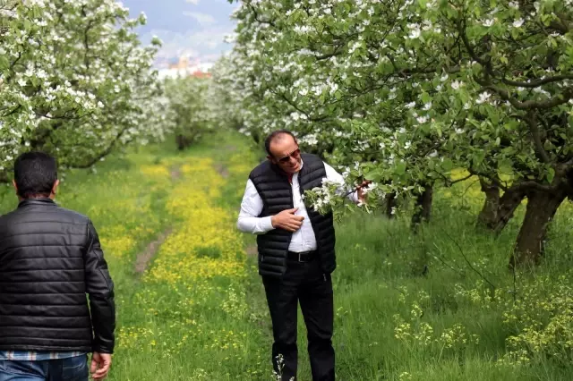 Dünyanın ayva merkezinde dallar altın sarısı çiçek açtı Dünyanın ayva merkezinde dallar altın sarısı çiçek açtı