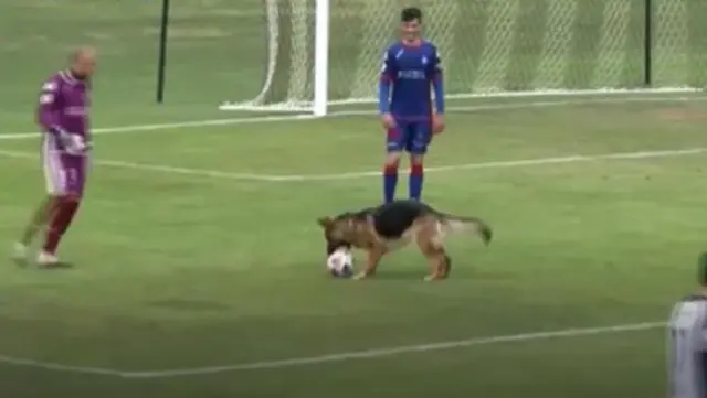 In Spain, the match was stopped so that the dog that jumped on the field during the match could play with the ball. In Spain, the match was stopped so that the dog that jumped on the field during the match could play with the ball.