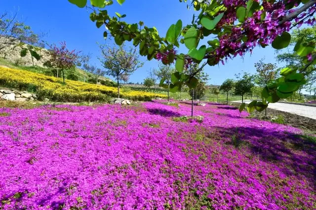 İzmir çiçek açtı İzmir çiçek açtı