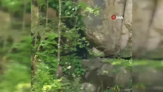 Kayalıklardan düşen 2 aylık keçi için seferber oldular