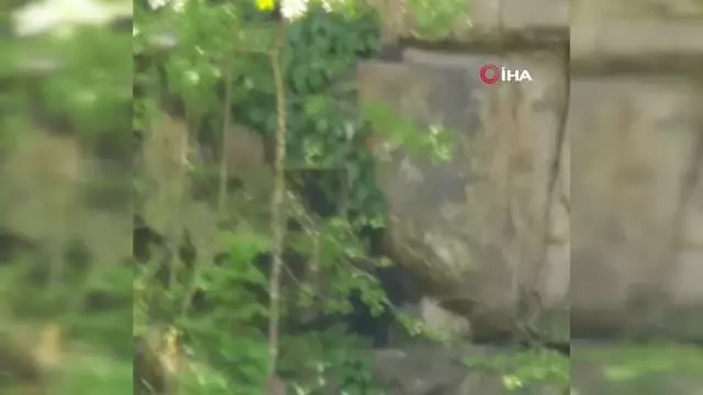 Kayalıklardan düşen 2 aylık keçi için seferber oldular