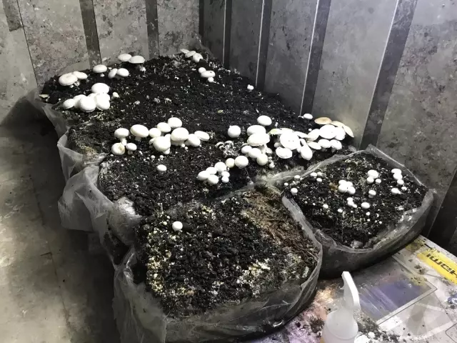 Konya'da okuldaki atıklardan sıvı gübre üretiyorlar