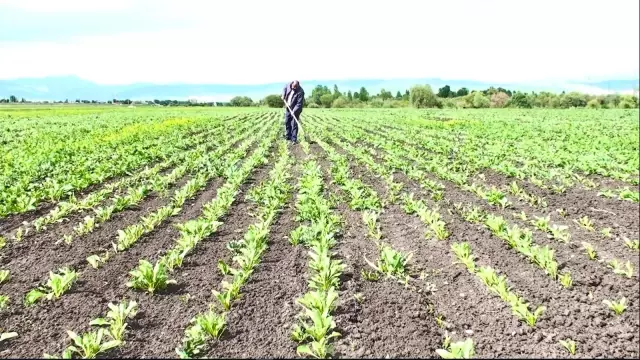 Ağrı Yazıcı Barajı'ndan milli ekonomiye 'dev' katkı Ağrı Yazıcı Barajı'ndan milli ekonomiye 'dev' katkı