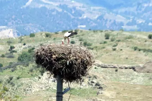 Aydın'da leylekler tek tek sayıldı Aydın'da leylekler tek tek sayıldı