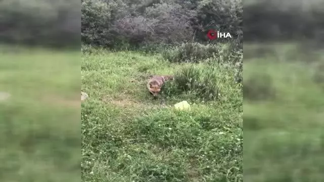 Bayramiç'teki yavru tilki ilgi odağı oldu Bayramiç'teki yavru tilki ilgi odağı oldu