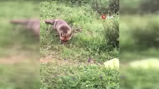 Bayramiç'teki yavru tilki ilgi odağı oldu Bayramiç'teki yavru tilki ilgi odağı oldu