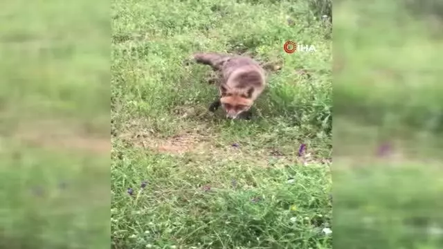 Bayramiç'teki yavru tilki ilgi odağı oldu Bayramiç'teki yavru tilki ilgi odağı oldu