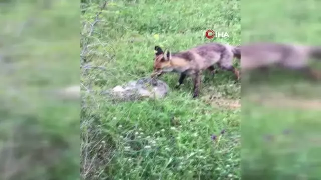 Bayramiç'teki yavru tilki ilgi odağı oldu Bayramiç'teki yavru tilki ilgi odağı oldu