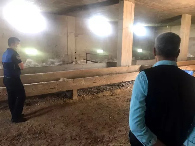 Hatay'da kaybolan 99 atla ilgili Adana'da bir ahırda arama yapıldı Hatay'da kaybolan 99 atla ilgili Adana'da bir ahırda arama yapıldı