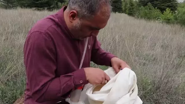 Huzura kavuşan dağlarda böceklerin izini süren akademisyen yeni türler tespit ediyor