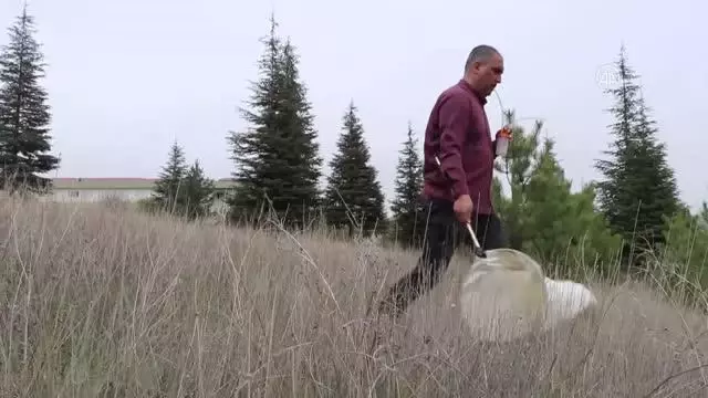 Huzura kavuşan dağlarda böceklerin izini süren akademisyen yeni türler tespit ediyor