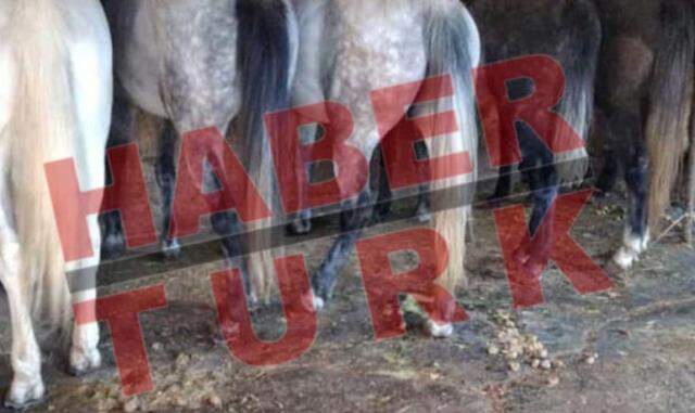 İBB'nin Hatay'a gönderdiği kayıp 100 atla ilgili kan donduran detaylar! Çiplerini çıkarmak için ameliyathane kurmuşlar