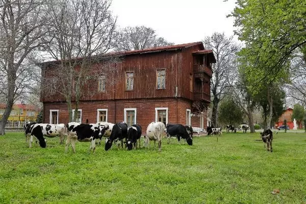 Trakya Üniversitesi kampüsünde çimler 'hayvan otlatma yöntemiyle' biçildi Trakya Üniversitesi kampüsünde çimler 'hayvan otlatma yöntemiyle' biçildi