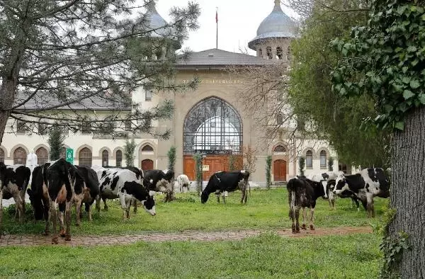 Trakya Üniversitesi kampüsünde çimler 'hayvan otlatma yöntemiyle' biçildi Trakya Üniversitesi kampüsünde çimler 'hayvan otlatma yöntemiyle' biçildi
