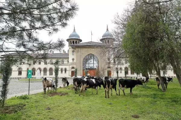 Trakya Üniversitesi kampüsünde çimler 'hayvan otlatma yöntemiyle' biçildi Trakya Üniversitesi kampüsünde çimler 'hayvan otlatma yöntemiyle' biçildi
