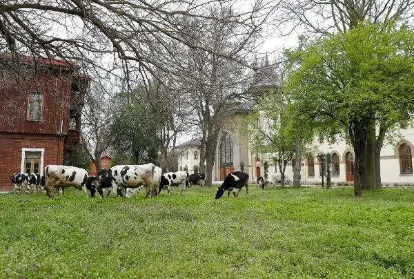 Trakya Üniversitesi kampüsünde çimler 'hayvan otlatma yöntemiyle' biçildi Trakya Üniversitesi kampüsünde çimler 'hayvan otlatma yöntemiyle' biçildi