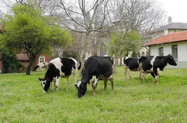 Trakya Üniversitesi kampüsünde çimler 'hayvan otlatma yöntemiyle' biçildi Trakya Üniversitesi kampüsünde çimler 'hayvan otlatma yöntemiyle' biçildi