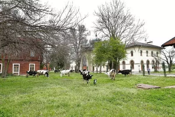 Trakya Üniversitesi kampüsünde çimler 'hayvan otlatma yöntemiyle' biçildi Trakya Üniversitesi kampüsünde çimler 'hayvan otlatma yöntemiyle' biçildi