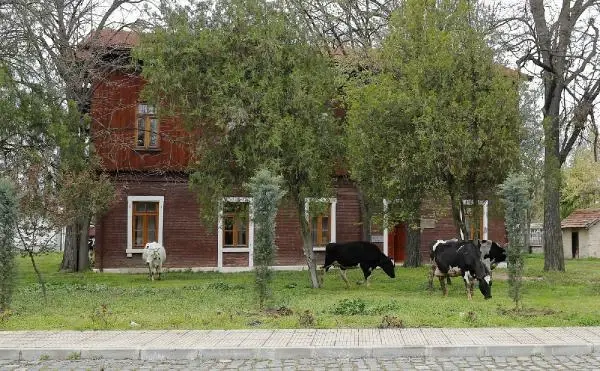 Trakya Üniversitesi kampüsünde çimler 'hayvan otlatma yöntemiyle' biçildi Trakya Üniversitesi kampüsünde çimler 'hayvan otlatma yöntemiyle' biçildi