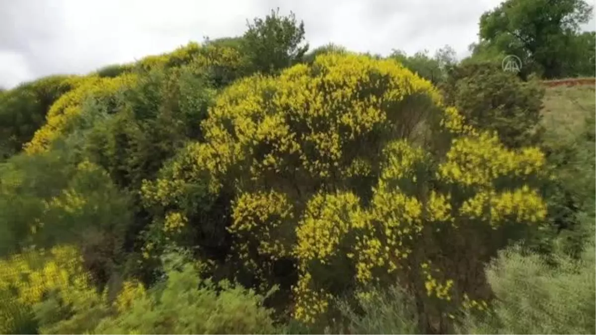 Kaş'ın yüksek kesimlerinde açan sarı çiçekler güzel görüntü oluşturdu