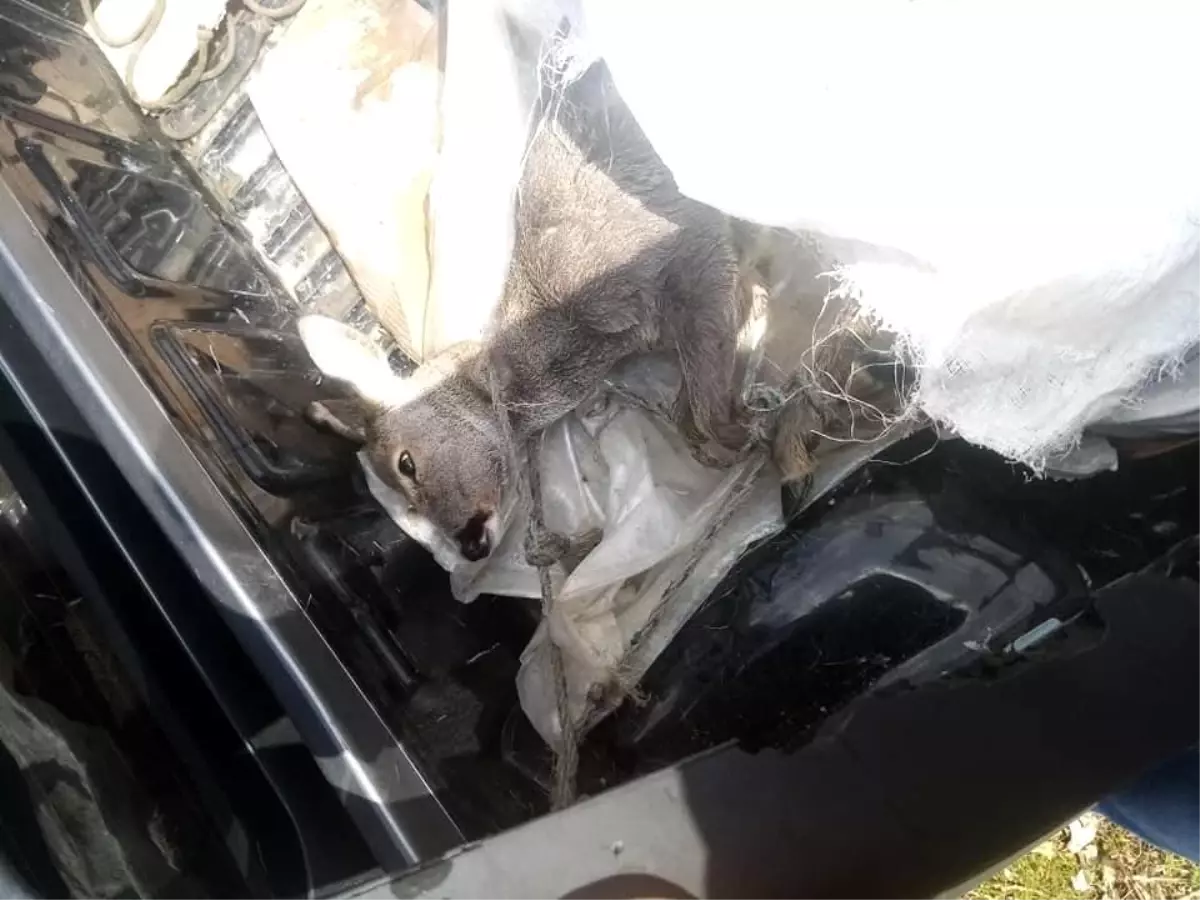 Köpeklerin saldırısına uğrayan yaralı karacaya gençler sahip çıktı