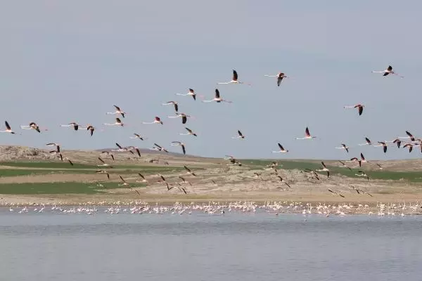 TUZ GÖLÜ'NE GÖÇ EDEN FLAMİNGOLARIN AKSARAY MOLASI TUZ GÖLÜ'NE GÖÇ EDEN FLAMİNGOLARIN AKSARAY MOLASI