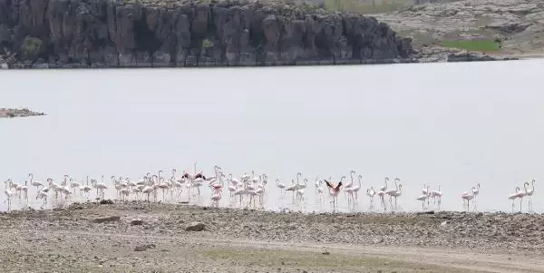 TUZ GÖLÜ'NE GÖÇ EDEN FLAMİNGOLARIN AKSARAY MOLASI TUZ GÖLÜ'NE GÖÇ EDEN FLAMİNGOLARIN AKSARAY MOLASI
