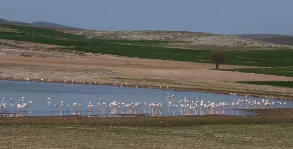 TUZ GÖLÜ'NE GÖÇ EDEN FLAMİNGOLARIN AKSARAY MOLASI TUZ GÖLÜ'NE GÖÇ EDEN FLAMİNGOLARIN AKSARAY MOLASI