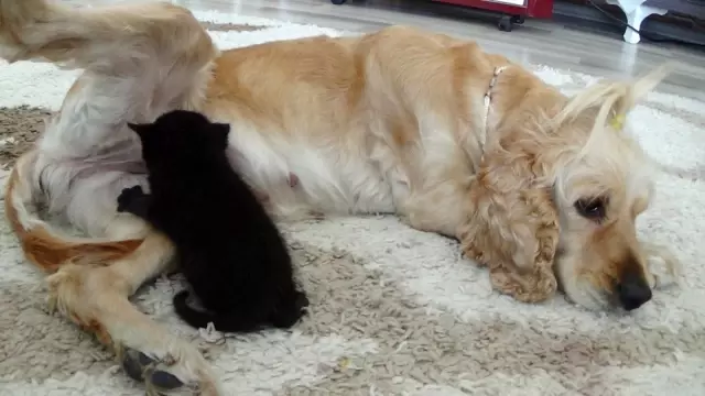 Yavru kediye, Lokum isimli köpek annelik yapıyor