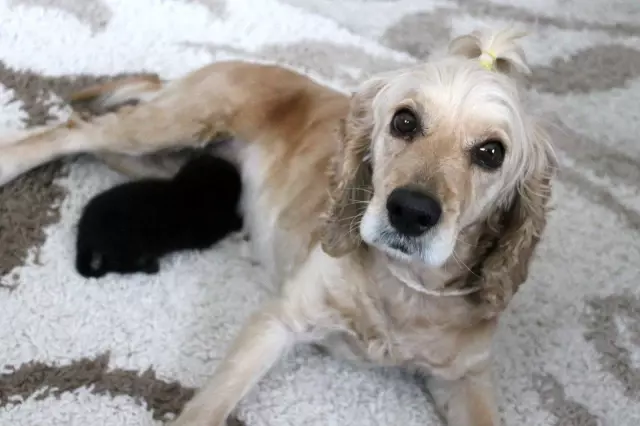 Yavru kediye, Lokum isimli köpek annelik yapıyor