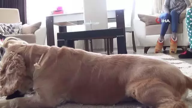 Yavru kediye, Lokum isimli köpek annelik yapıyor Yavru kediye, Lokum isimli köpek annelik yapıyor
