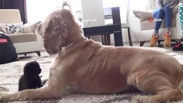 Yavru kediye, Lokum isimli köpek annelik yapıyor