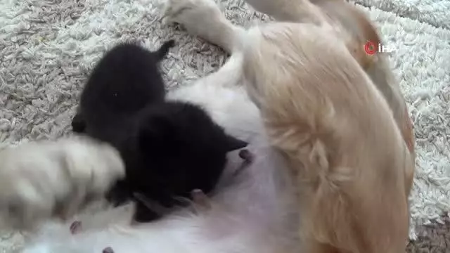 Yavru kediye, Lokum isimli köpek annelik yapıyor