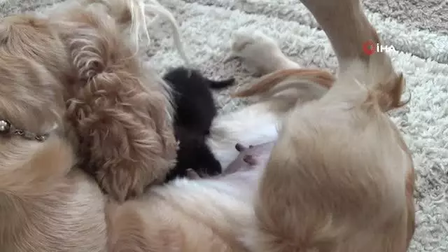 Yavru kediye, Lokum isimli köpek annelik yapıyor