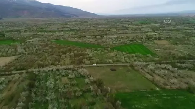 AFYONKARAHİSAR - Çiçeklenen kiraz ağaçları güzelliğiyle göz kamaştırıyor AFYONKARAHİSAR - Çiçeklenen kiraz ağaçları güzelliğiyle göz kamaştırıyor