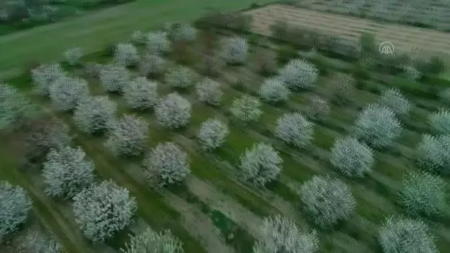AFYONKARAHİSAR - Çiçeklenen kiraz ağaçları güzelliğiyle göz kamaştırıyor AFYONKARAHİSAR - Çiçeklenen kiraz ağaçları güzelliğiyle göz kamaştırıyor