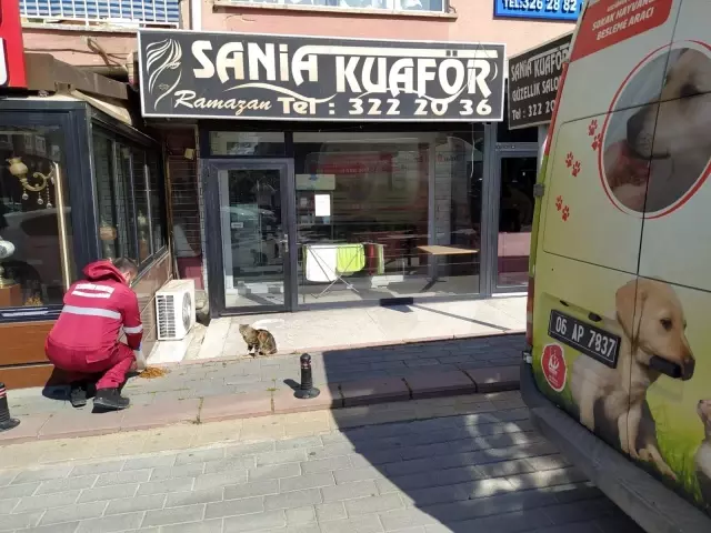 Başkentte sokak hayvanlarını besleme timi kuruldu Başkentte sokak hayvanlarını besleme timi kuruldu