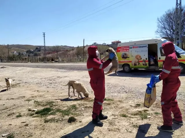 Başkentte sokak hayvanlarını besleme timi kuruldu Başkentte sokak hayvanlarını besleme timi kuruldu