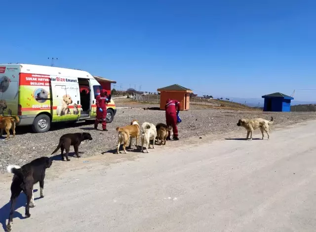Başkentte sokak hayvanlarını besleme timi kuruldu Başkentte sokak hayvanlarını besleme timi kuruldu