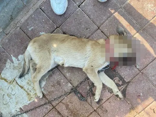 Bisikletlinin yola attığı torbadaki köpeği otomobil ezdi Bisikletlinin yola attığı torbadaki köpeği otomobil ezdi