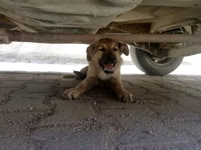 Bisikletten düşen ve üzerinden otomobil geçen çuvaldan köpek çıktı Bisikletten düşen ve üzerinden otomobil geçen çuvaldan köpek çıktı