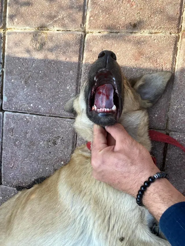 Bisikletten düşen ve üzerinden otomobil geçen çuvaldan köpek çıktı Bisikletten düşen ve üzerinden otomobil geçen çuvaldan köpek çıktı