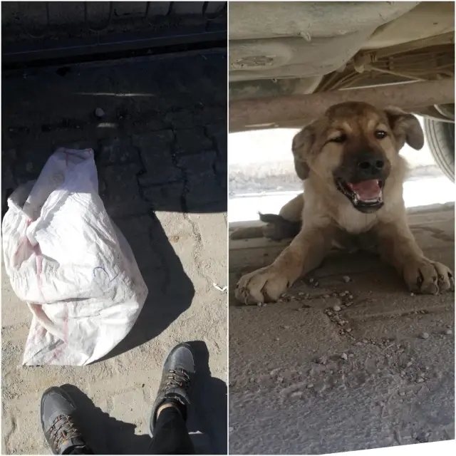 Bisikletten düşen ve üzerinden otomobil geçen çuvaldan köpek çıktı Bisikletten düşen ve üzerinden otomobil geçen çuvaldan köpek çıktı
