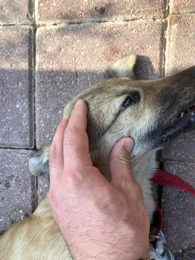 Bisikletten düşen ve üzerinden otomobil geçen çuvaldan köpek çıktı Bisikletten düşen ve üzerinden otomobil geçen çuvaldan köpek çıktı