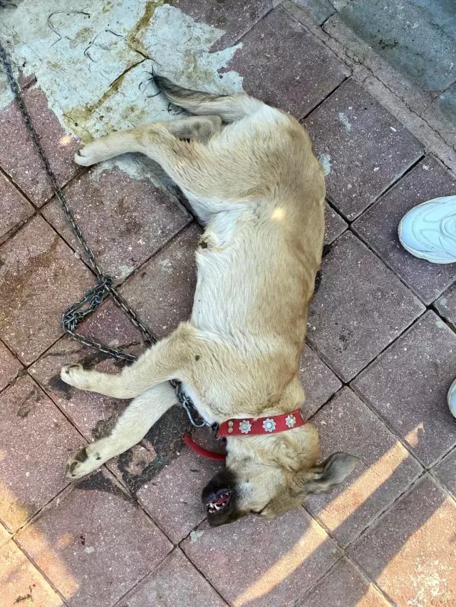 Bisikletten düşen ve üzerinden otomobil geçen çuvaldan köpek çıktı Bisikletten düşen ve üzerinden otomobil geçen çuvaldan köpek çıktı