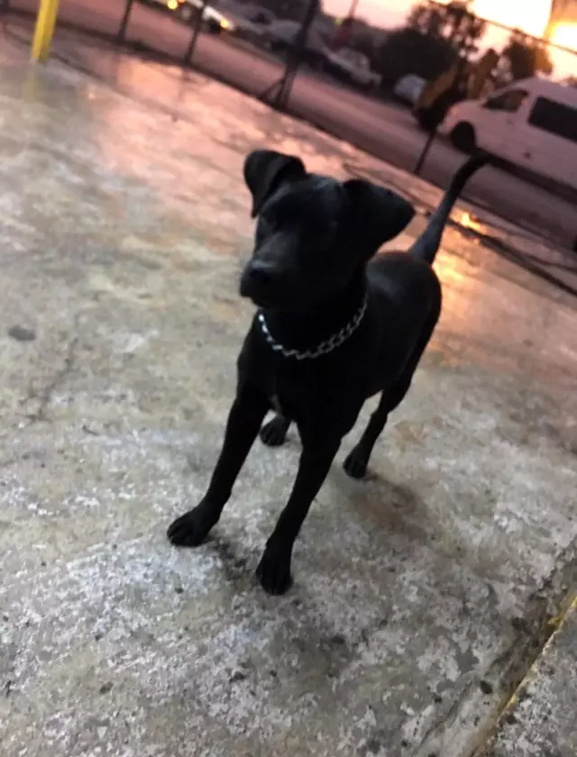 İş yerinin bahçesinden köpeği böyle çaldı